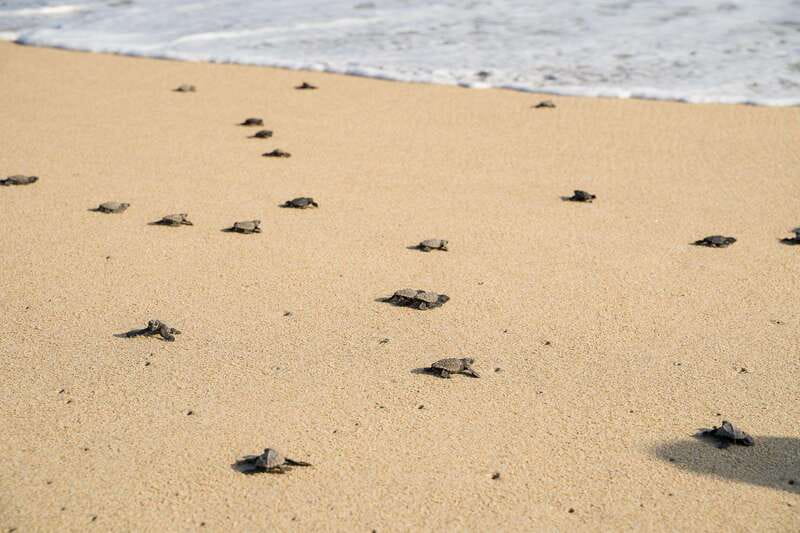 Puerto Escondido: Turtle Release Experience - Holding a baby turtle in a coconut shell