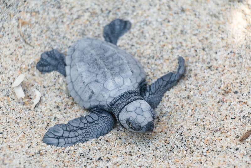 Puerto Escondido: Turtle Release Experience - The release itself, and the race to the surf