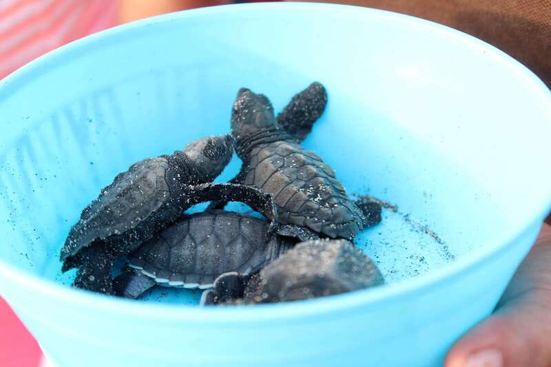 Puerto Escondido: Turtle Release Experience - How much time do you really get?
