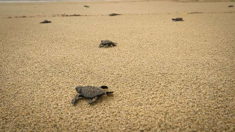 Puerto Escondido: Turtle Release Experience - Language, guides, and the quality of the explanation