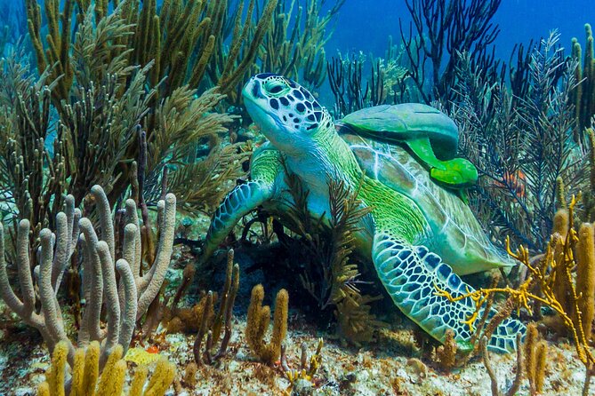 Puerto Morelos Catamaran Reef Sail and Snorkel - Back aboard for lunch and open-bar service