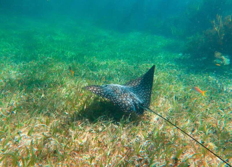 Puerto Morelos: National Reef Park Snorkeling & Beach Lunch - Should you book the Puerto Morelos reef tour?