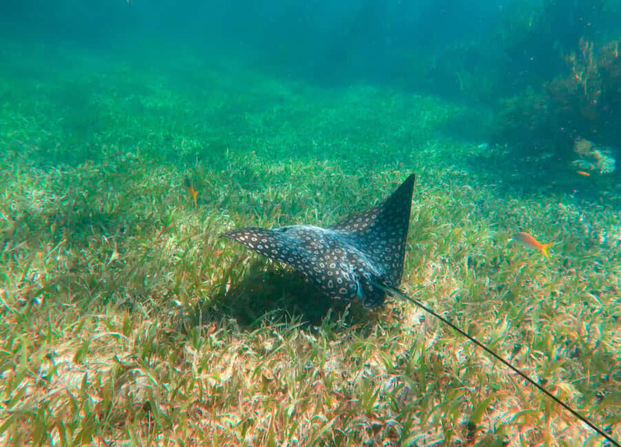 Puerto Morelos: National Reef Park Snorkeling & Beach Lunch - Hotel pickup and the road to Puerto Morelos