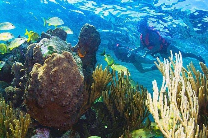 Puerto Morelos Reef Snorkeling Tour with Lunch & Hotel Pickup - Is $47 a good deal?