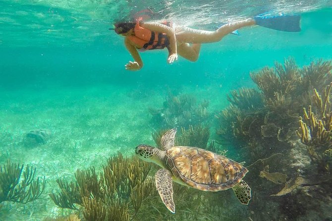 Puerto Morelos Reef Snorkeling Tour with Lunch & Hotel Pickup - Who should book this Puerto Morelos outing?