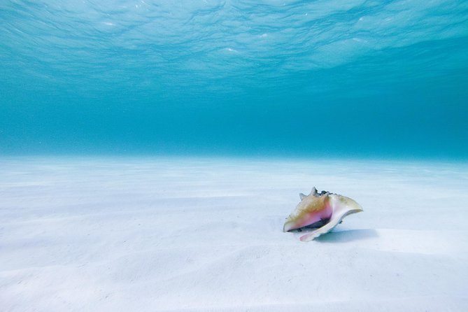 Puerto Morelos Secret Sandbar Catamaran Sail - Weather, sea conditions, and the risk of a changed plan