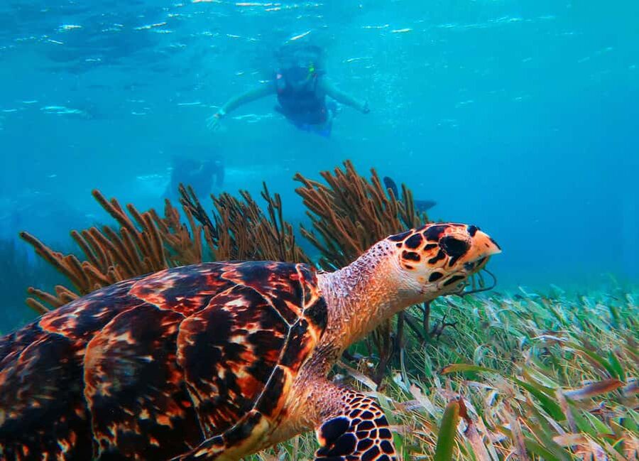 Puerto Morelos: Snorkel, Town Walk, Tequila & Beach Lunch - What the $39 price really covers