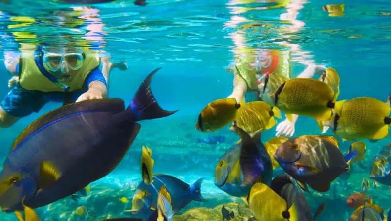 Puerto Morelos: Snorkeling at The National Reef Park - Puerto Morelos reef snorkeling at a glance