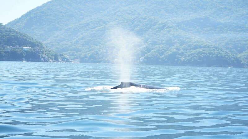 Puerto Vallarta: 3-Hour Whale Watching and Snorkeling - Dolphins and the wider bay experience