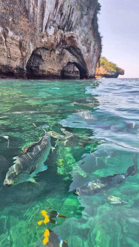 Puerto Vallarta: 3-Hour Whale Watching and Snorkeling - Is the $45 price good value?