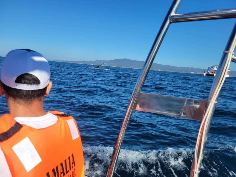 Puerto Vallarta: 3-Hour Whale Watching and Snorkeling - Searching Puerto Vallarta Bay for humpback whales