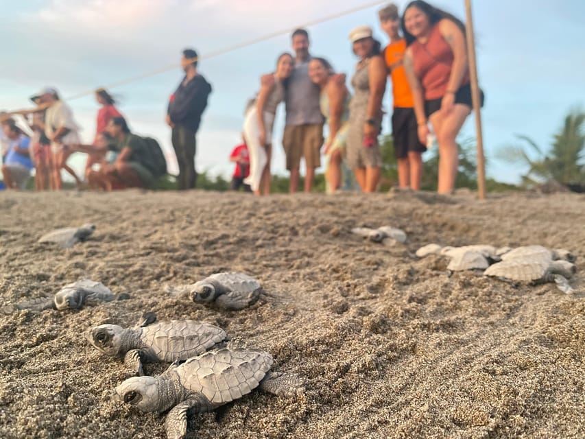 Puerto Vallarta: Baby Turtle Release in Conservation Area - Who will enjoy this, and who should skip it