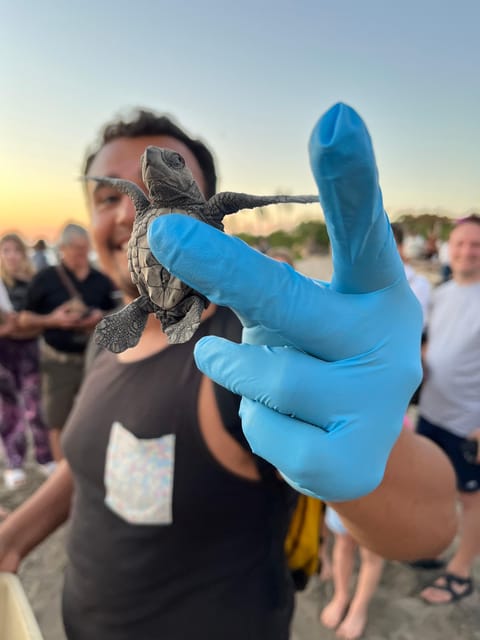 Puerto Vallarta: Baby Turtle Release in Conservation Area - Why this Puerto Vallarta turtle experience matters