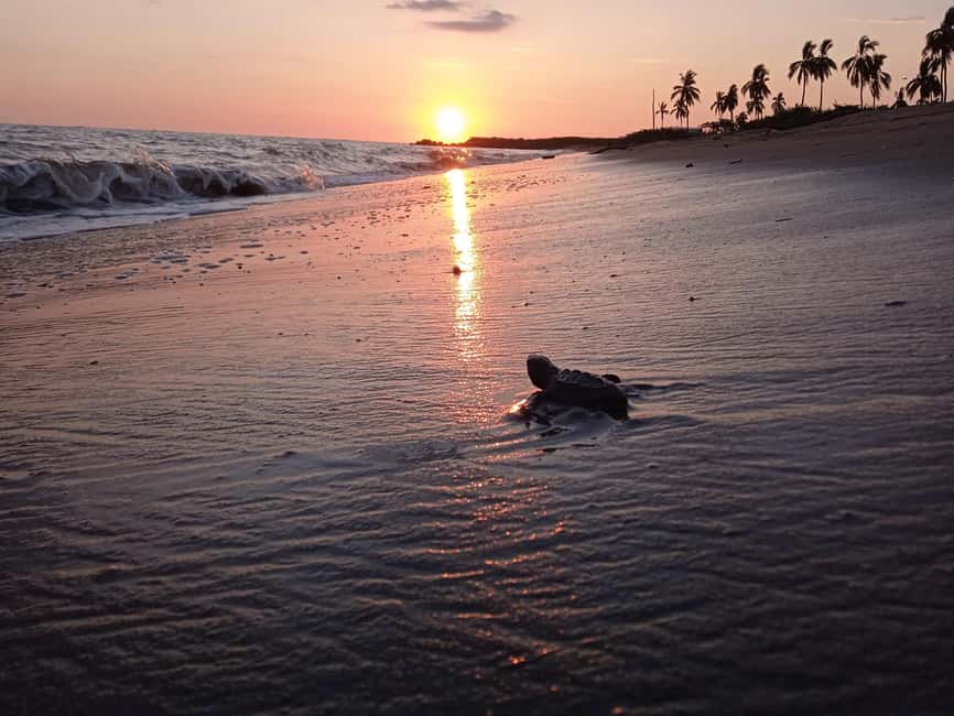 Puerto Vallarta: Baby Turtle Release in Conservation Area - The 15-minute walk to the conservation camp
