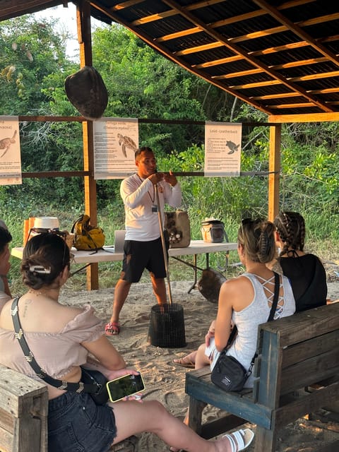 Puerto Vallarta: Baby Turtle Release in Conservation Area - A 45-minute lesson on nests, eggs, and hatchlings