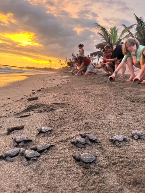 Puerto Vallarta: Baby Turtle Release in Conservation Area - Seeing the conservation work up close