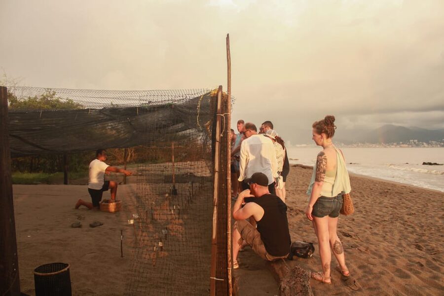 Puerto Vallarta: Baby Turtle Release in Conservation Area - Releasing a baby olive ridley turtle