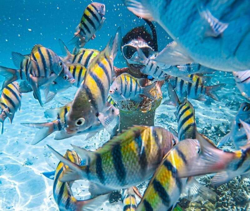 Puerto Vallarta: Los Arcos Islands Boat Tour and Snorkeling - The public bus to Mismaloya
