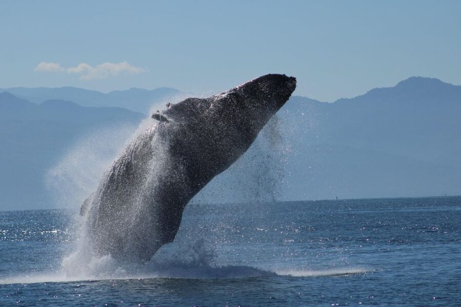 Puerto Vallarta: Mega Yacht Whale Watching Sunset Cruise - Key points at a glance