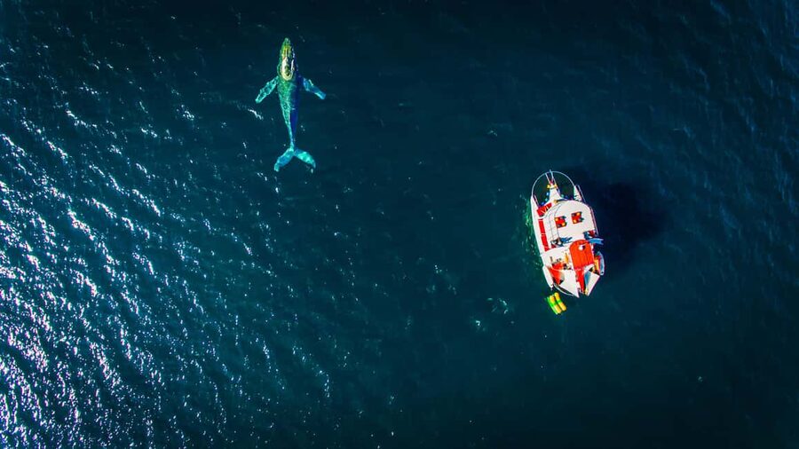 Puerto Vallarta: Mega Yacht Whale Watching Sunset Cruise - Guacamole, chips, and a premium open bar