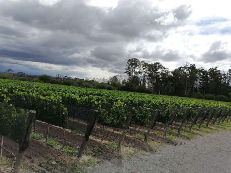 Querétaro: Haciendas, Vineyards, and Magical Towns Day Trip - Hacienda Atongo, vineyards, and old stonework