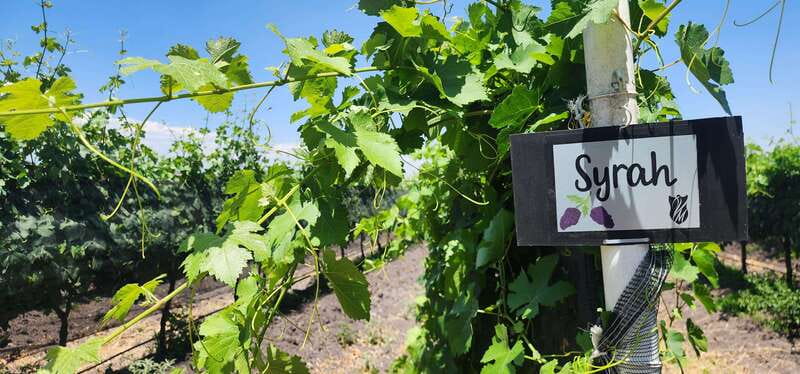 Querétaro: Haciendas, Vineyards, and Magical Towns Day Trip - Transport, timing, and comfort