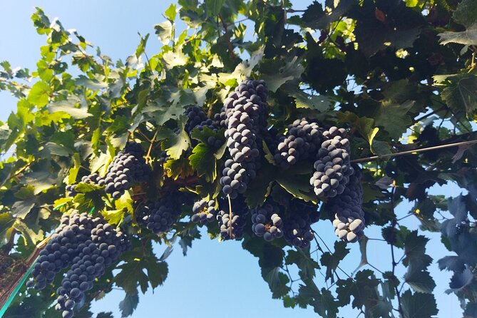 Quiero mas vino, valle de Guadalupe Tours - Los Globos creamery adds a local food stop