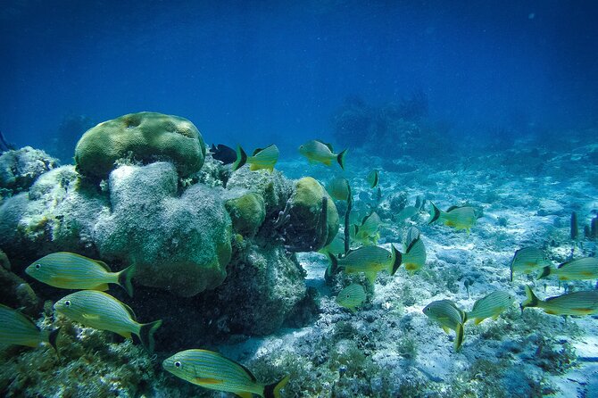 Reef Snorkel In National Park In Puerto Morelos With Lunch And Transportation - Puerto Morelos craft shops and the walk afterward