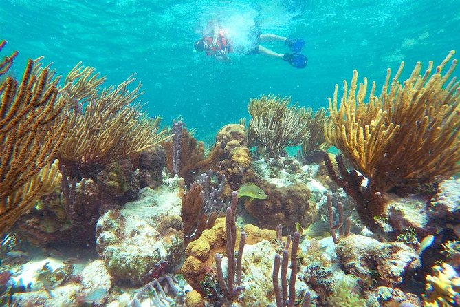 Reef Snorkeling in National Park from Cancun with Beachside Lunch - What the $44 Price Really Buys