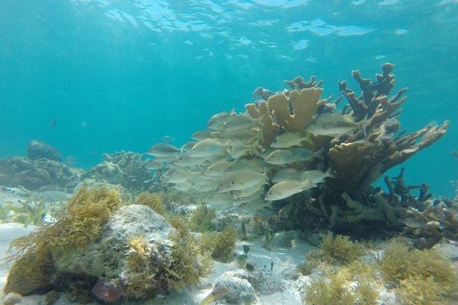 Reef Snorkeling & Jungle Speedboat Adventure with Mayan Ceremony - Snorkeling at the reef barrier