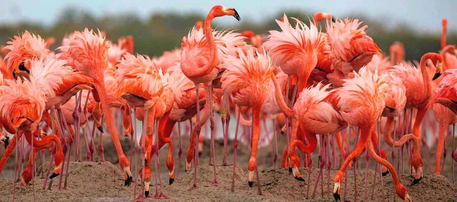 Rio Lagartos and Las Coloradas: Safari Flamingo Luxury - Crocodiles in their natural setting