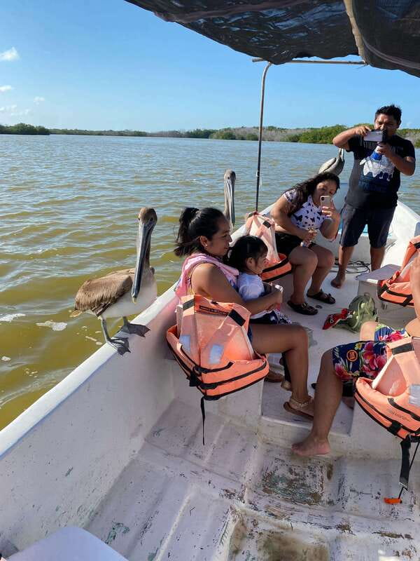 Rio Lagartos and Las Coloradas: Safari Flamingo Luxury - Flamingos across the wetland