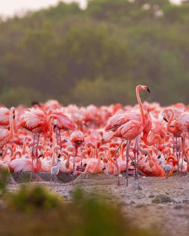 Rio Lagartos and Las Coloradas: Safari Flamingo Luxury - Las Coloradas and the truth about pink water