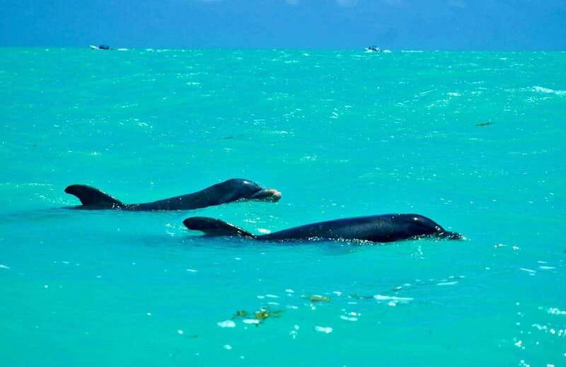Rio Lagartos and Las Coloradas: Safari Flamingo Luxury - Ending at a quiet Gulf beach