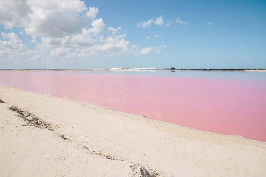 Río Lagartos and Las Coloradas: Wildlife Natural Experience - A private start from Río Lagartos