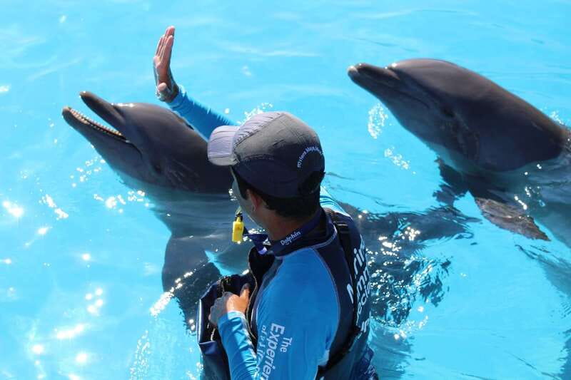 Riviera Maya: Dolphin Encounter with Beach Club Access - Is $109 a fair price?