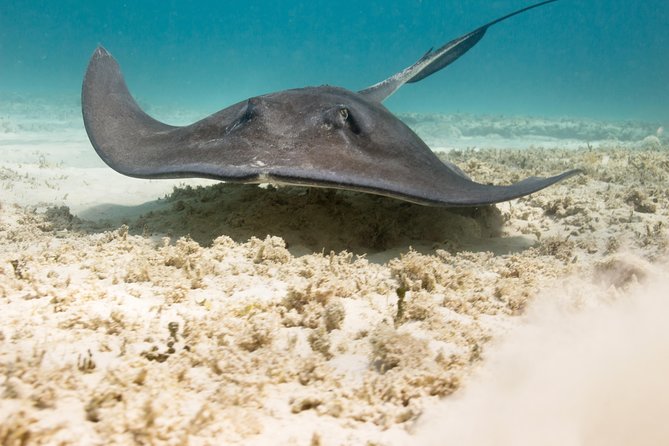 Riviera Maya Luxury Snorkeling Cruise with Lunch and Drinks - Lunch, drinks, and the party-boat question