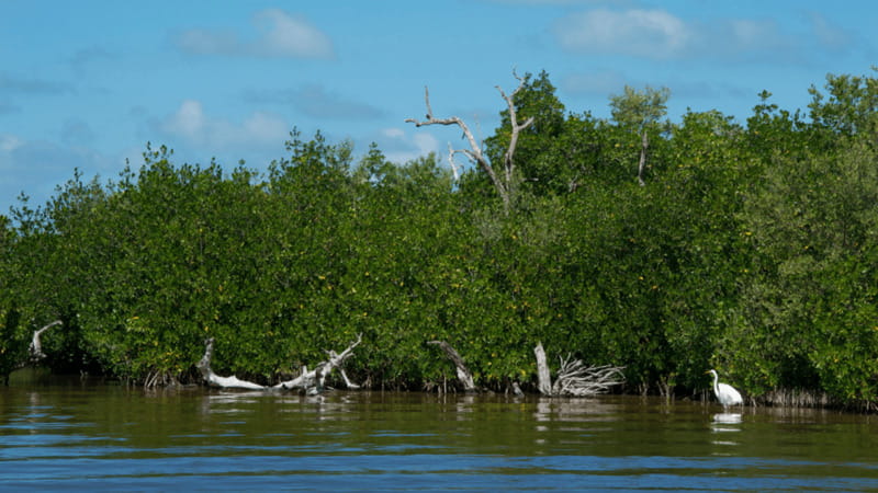 Riviera Maya: Rio Lagartos & Las Coloradas Day Trip w/Lunch - The Mayan Clay Bath and Gulf Beach