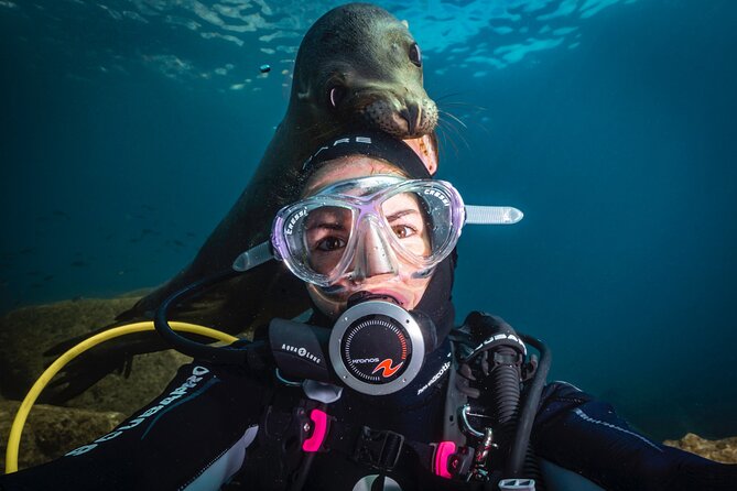 Scuba Dive in La Paz: Sea Lions, Turtles, Fish Schools and Wrecks - Key Points Before You Book