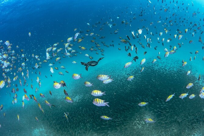 Scuba Dive in La Paz: Sea Lions, Turtles, Fish Schools and Wrecks - Leaving La Paz Around 8:30 or 9 a.m.