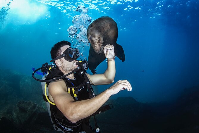 Scuba Dive in La Paz: Sea Lions, Turtles, Fish Schools and Wrecks - What You May See Beneath the Surface