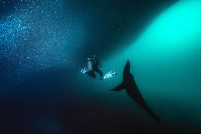 Scuba Dive in La Paz: Sea Lions, Turtles, Fish Schools and Wrecks - A Beach Lunch Between the Underwater Sessions