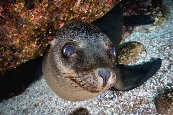 Scuba Dive in La Paz: Sea Lions, Turtles, Fish Schools and Wrecks - Does the $226.40 Price Make Sense?