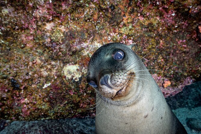 Scuba Dive in La Paz: Sea Lions, Turtles, Fish Schools and Wrecks - Practical Planning for a Comfortable Day