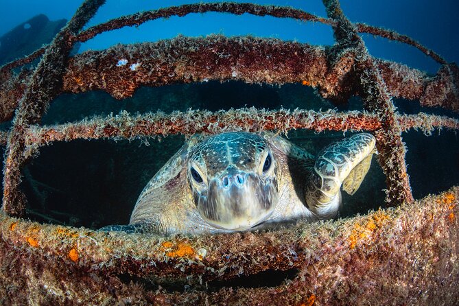 Scuba Dive in La Paz: Sea Lions, Turtles, Fish Schools and Wrecks - Who Will Enjoy This La Paz Scuba Trip?