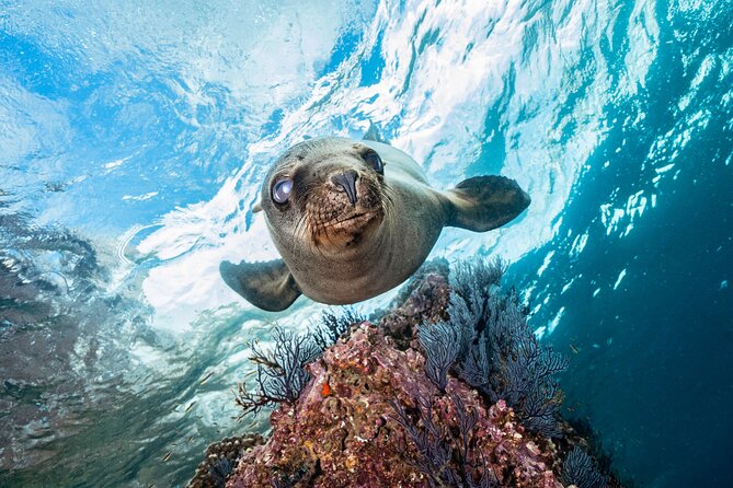 Scuba Dive in La Paz: Sea Lions, Turtles, Fish Schools and Wrecks - Choosing Between Sea Lions, Wrecks, and Reefs