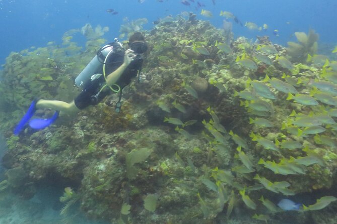 Scuba Diving (1st time) in Cancun Beginner's WELCOMED! - The Real Price: $50 Required, Plus $50 if Needed