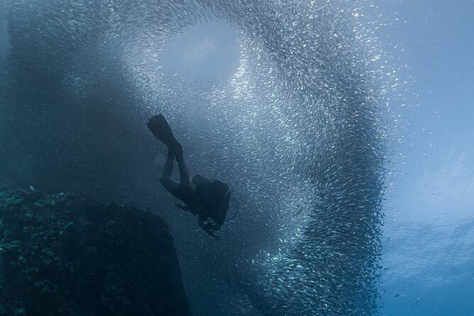 Scuba Diving - What Certified Participants Can Expect Underwater