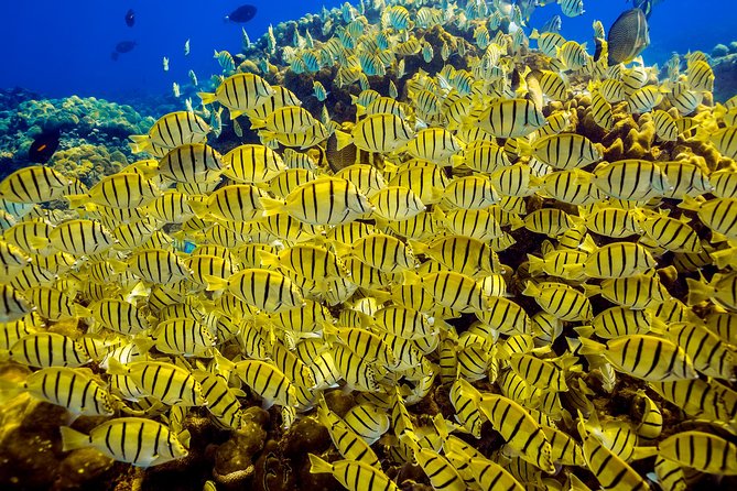 Scuba Diving - A Good First Step for Noncertified Participants