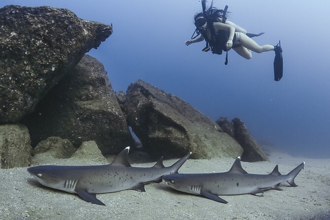 Scuba Diving - GoPro Photos and Avoiding Billing Surprises